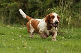 BASSET HOUND 101